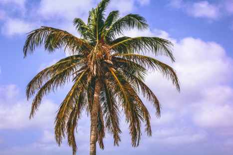 coconut tree